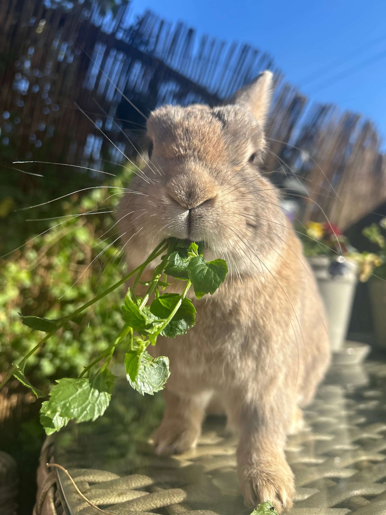 Beige bunny called “Bugs” behind the scene of Willow Tree Colouring Studio